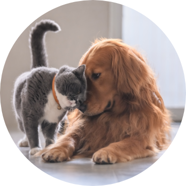 遊んでいる犬と猫